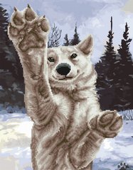 Фото Алмазна картина Сніговий хаскі (BGZS1204) від інтернет-магазину картин-розмальовок Sylarozumu.com.ua