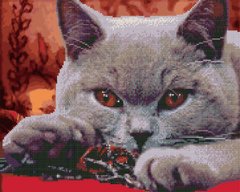 Фото Алмазна картина Сірий кіт (BGZS1161) від інтернет-магазину картин-розмальовок Sylarozumu.com.ua