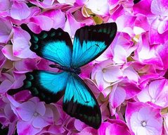 Фото Картина з страз Метелик в квітах Rainbow Art (EJ1053) від інтернет-магазину рукоділля Sylarozumu.com.ua
