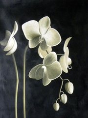 Фото Картина з страз Цвіт орхідеї ТМ Алмазна мозаіка (DMF-115) від інтернет-магазину рукоділля Sylarozumu.com.ua