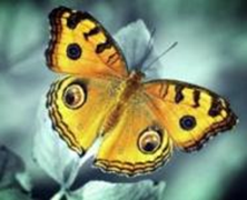 Фото Картина з страз Жовтий метелик (ME20706) Діамантові ручки (GU_178216) від інтернет-магазину рукоділля Sylarozumu.com.ua