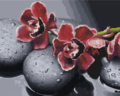 Фото Алмазна картина Орхідея на каменях (BGZS1111) від інтернет-магазину картин-розмальовок Sylarozumu.com.ua