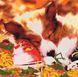 Комплектация Картина по номерам Спящий щенок (KH4040) Идейка от интернет-магазина товаров для творчества Sylarozumu.com.ua