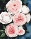 Комплектация Картина по номерам Бутоны пышных роз (BSM-B40586) от интернет-магазина товаров для творчества Sylarozumu.com.ua