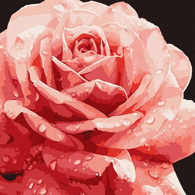 Фото Малювання по номерам Досконала троянда ©art_selena_ua (KHO3236) Ідейка (Без коробки) від інтернет-магазину картин-розмальовок Sylarozumu.com.ua