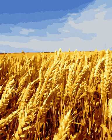 Пшеница рисунок: векторная графика