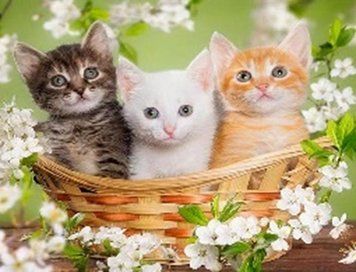 Фото Картина из страз Трое котят (JA21303, частичная выкладка) Диамантовые ручки (GU_188659, ) от интернет-магазина рукоделия Sylarozumu.com.ua