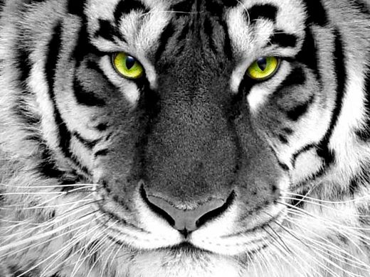 Фото Картина з страз Погляд тигра ТМ Алмазна мозаіка (DMF-281) від інтернет-магазину рукоділля Sylarozumu.com.ua