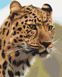 Комплектація Картина Розмальовка Плямистий леопард (BS52449) (Без коробки) від інтернет-магазину товарів для творчості Sylarozumu.com.ua