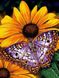 Комплектация Картина из страз Бабочка на цветке ТМ Алмазная мозаика (DM-177, ) от интернет-магазина наборов для рукоделия Sylarozumu.com.ua