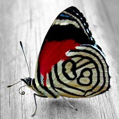Фото Картина из страз Яркая бабочка ТМ Алмазная мозаика (DM-179, ) от интернет-магазина рукоделия Sylarozumu.com.ua