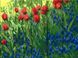 Комплектация Картина по номерам Цветы в поле (ASW230) ArtStory от интернет-магазина товаров для творчества Sylarozumu.com.ua