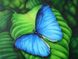 Комплектация Картина из страз Синяя бабочка ТМ Алмазная мозаика (DM-181, ) от интернет-магазина наборов для рукоделия Sylarozumu.com.ua