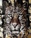 Комплектация Раскраска для взрослых Золотой леопард (золотые краски) (BJX1108) от интернет-магазина товаров для творчества Sylarozumu.com.ua