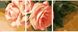 Комплектація Картина за номерами Триптих. ніжні троянди (вертикальна) (MS14048) Babylon від інтернет-магазину товарів для творчості Sylarozumu.com.ua