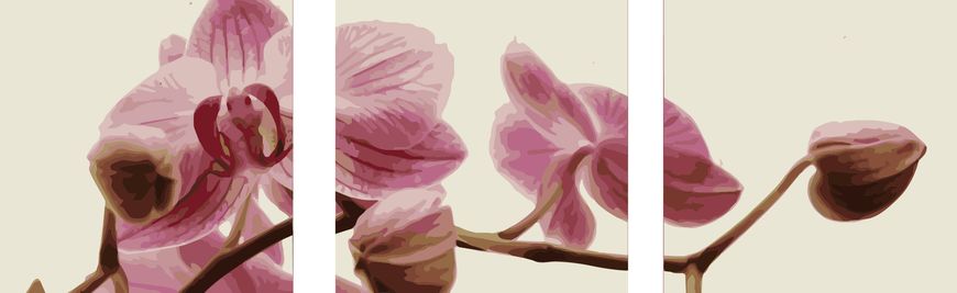 Фото Картина по номерам Триптих. Розовые орхидеи (MS14067) Babylon от интернет-магазина картин-раскрасок Sylarozumu.com.ua