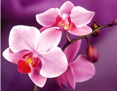 Фото Алмазная вышивка Нежные орхидеи My Art (MRT-TN934, На подрамнике) от интернет-магазина рукоделия Sylarozumu.com.ua