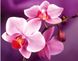 Комплектация Алмазная вышивка Нежные орхидеи My Art (MRT-TN934, На подрамнике) от интернет-магазина наборов для рукоделия Sylarozumu.com.ua