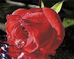 Фото Алмазна картина Червона троянда (BGZS1074) від інтернет-магазину картин-розмальовок Sylarozumu.com.ua